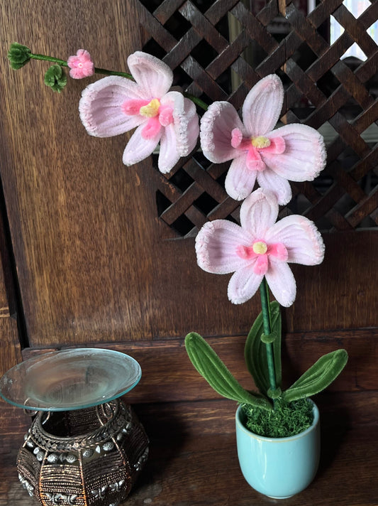 Pot orchidée