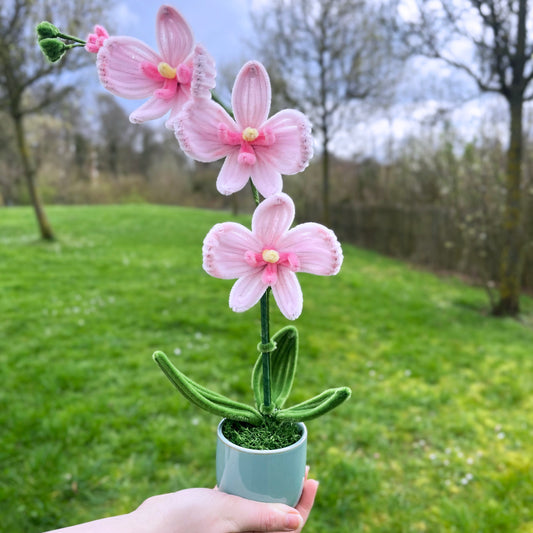 Pot orchidée